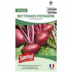 graines de Betterave potag&egrave;re Plate d'Egypte