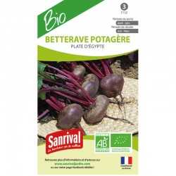graines de Betterave Potag&egrave;re Plate d'Egypte