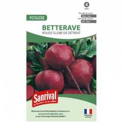 graines de Betterave rouge globe de D&eacute;troit