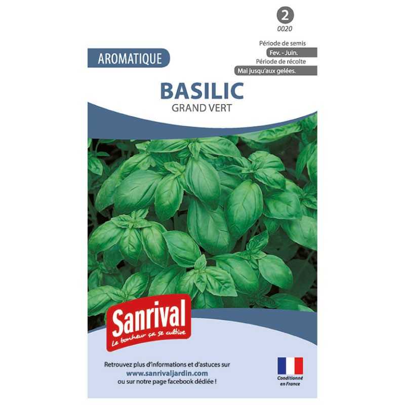 Graines de basilic grand vert Graines de basilic grand vert