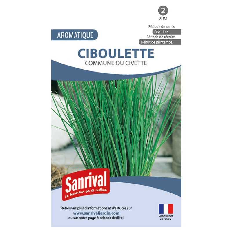 Graines de Ciboulette Commune ou Civette