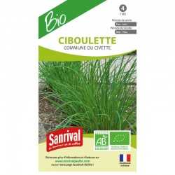 Ciboulette Commune ou Civette