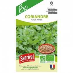 Coriandre Persil Arabe