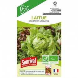 graines de Laitue Kagramer sommer 2