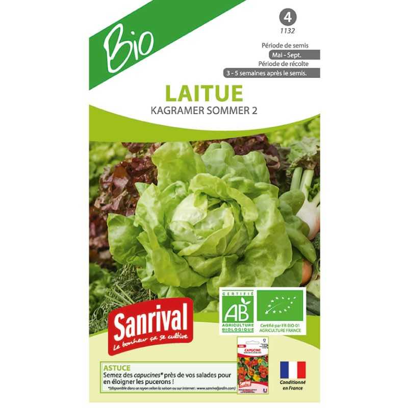 graines de Laitue Kagramer sommer 2 graines de Laitue Kagramer sommer 2