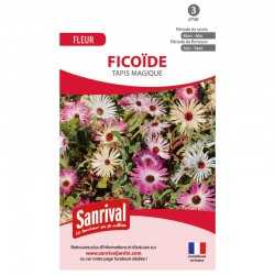 Fico&Iuml;de Tapis Magique