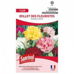 Oeillet des Fleuristes...