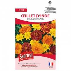 Oeillet d'Inde double nain vari&eacute;