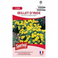 Oeillet d'Inde Lilliput Lemon Drop