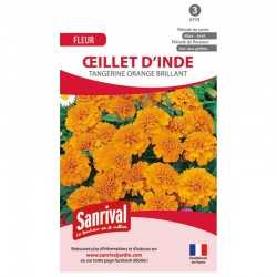 Oeillet d'Inde Tangerine...