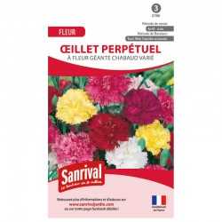 Oeillet perp&eacute;tuel &agrave; fleur g&eacute;ante Chabaud vari&eacute;