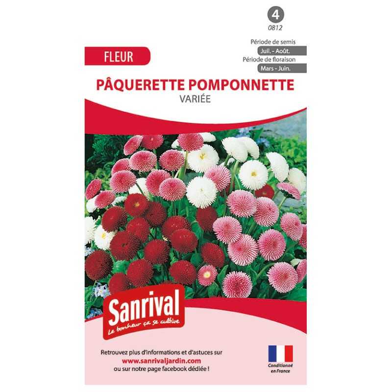 Graines de pâquerettes pomponette variées Graines de pâquerettes pomponette variées