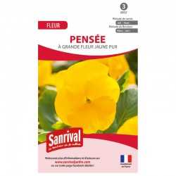 Pens&eacute;e &agrave; grande fleur jaune pur