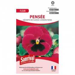 Graines de pens&eacute;es g&eacute;antes de Suisse carmin rose