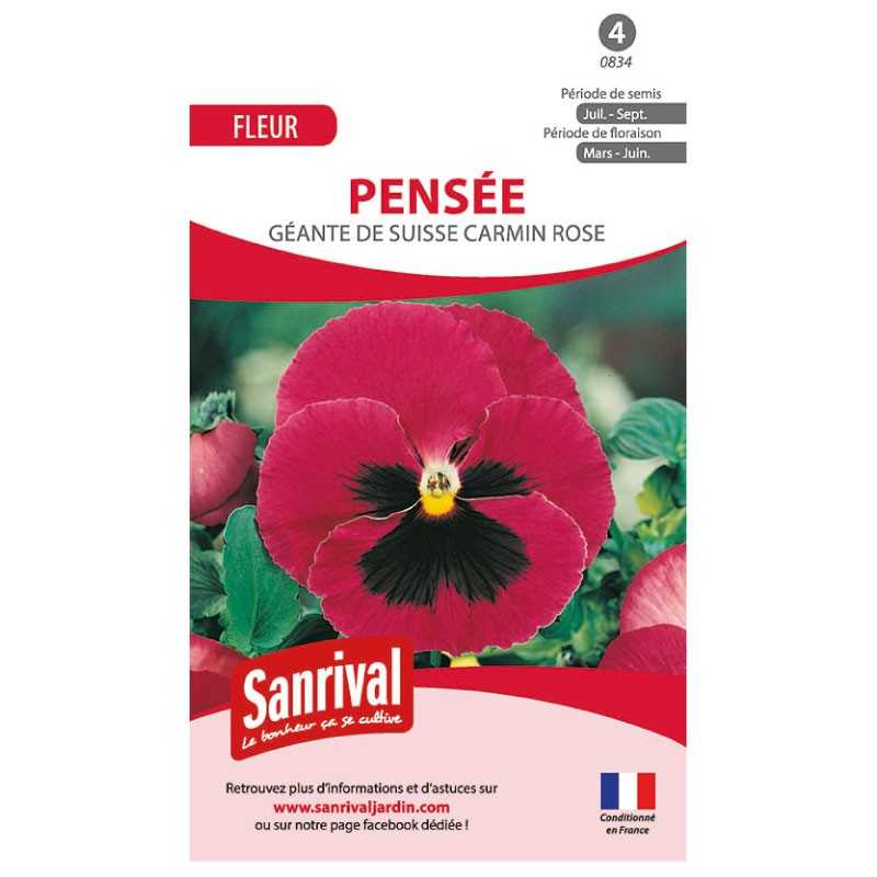 Graines de pensées géantes de Suisse carmin rose