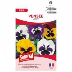 Graines de pens&eacute;es vari&eacute;es