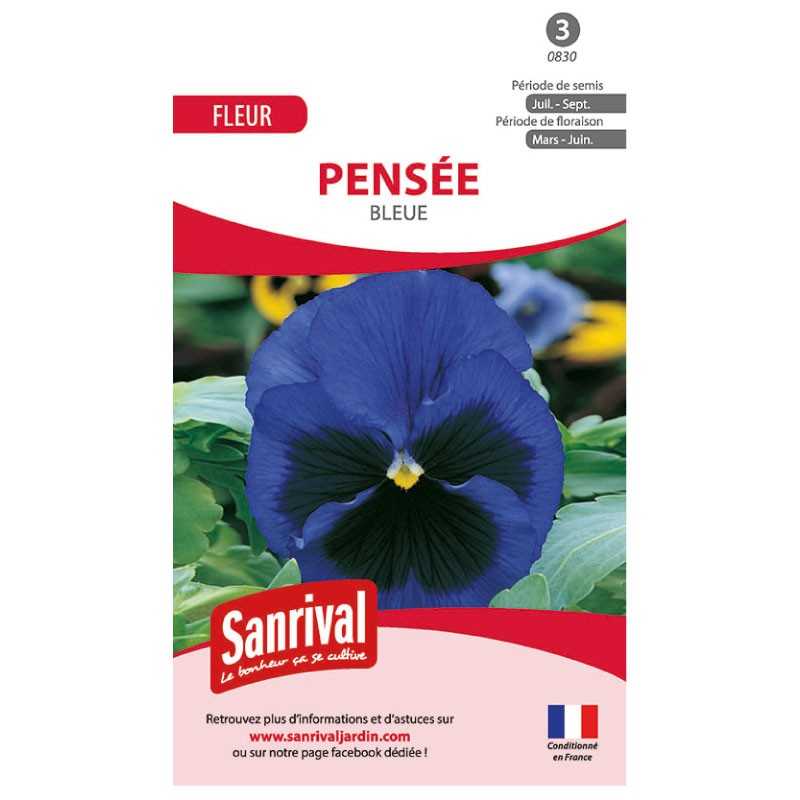 Graines de pensées bleues Graines de pensées bleues