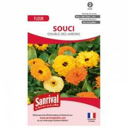 Graines de souci double des jardins