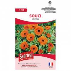 Souci Orange
