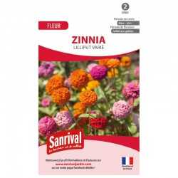 Zinnia Lilliput vari&eacute;