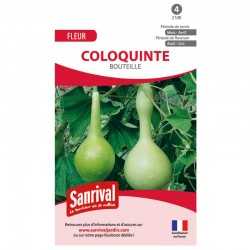 Graines de coloquinte bouteille