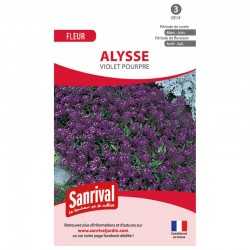 graines d'alysse violet pourpre