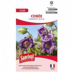 Graines de cobée grimpante bleue