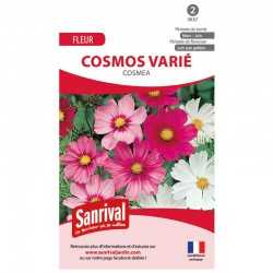 Cosmos varié Cosmea