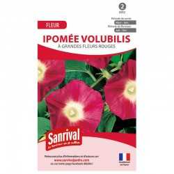Graines d'ipom&eacute;e volubilis &agrave; grandes fleurs rouges