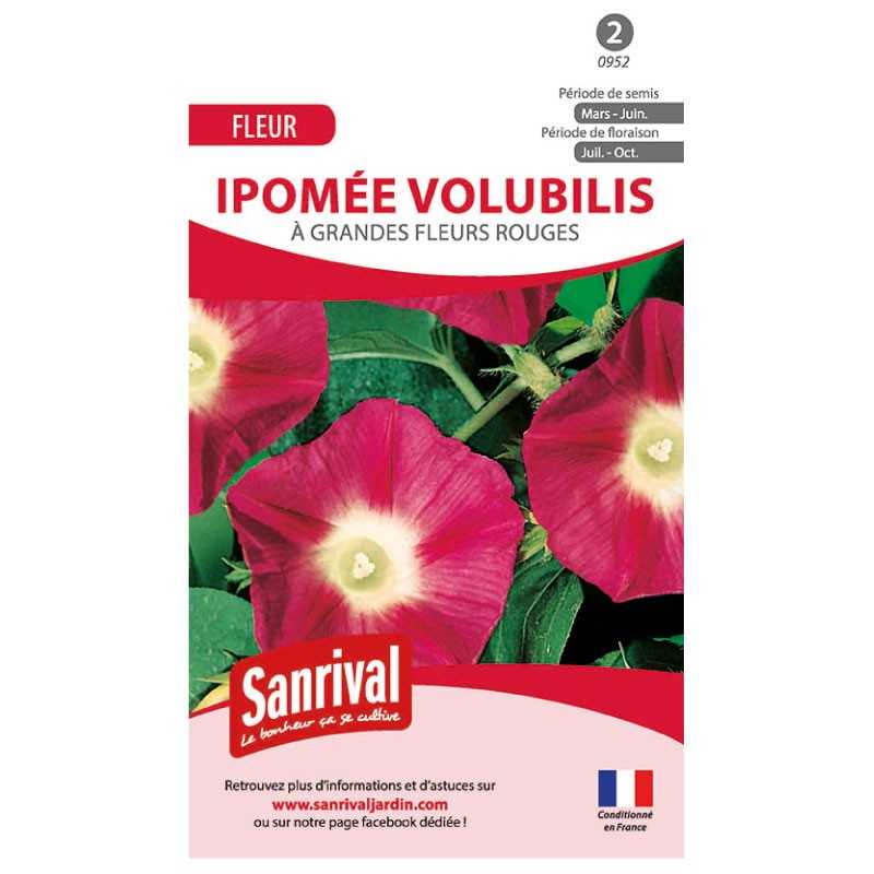 Graines d'ipomée volubilis à grandes fleurs rouges Graines d'ipomée volubilis à grandes fleurs rouges