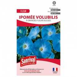 Graines d'ipom&eacute;e volubilis &agrave; grandes fleurs bleues