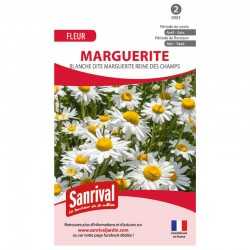 Reine-Marguerite blanche dite marguerite des champs
