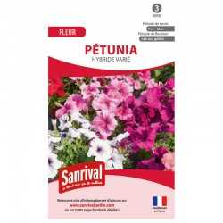 P&eacute;tunia hybride vari&eacute;