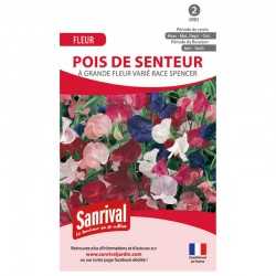 Pois de Senteur vari&eacute; race Spencer &agrave; grandes fleurs