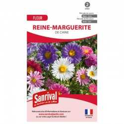 Reine-Marguerite de Chine
