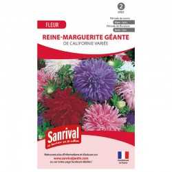 Reine-Marguerite g&eacute;ante de Californie vari&eacute;e