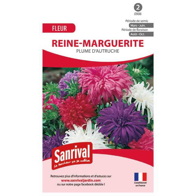 Graines Reine-Marguerite Plume d'autruche Graines Reine-Marguerite Plume d'autruche