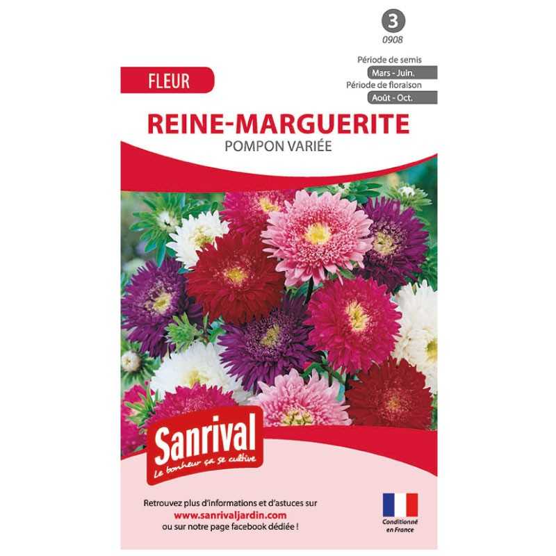 Graines de reine-marguerite pompon varié Graines de reine-marguerite pompon varié