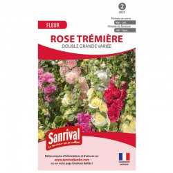 Rose trémière double grande...