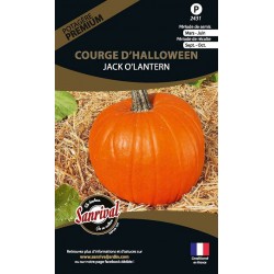 graines de Courge d'Halloween Jack o lantern