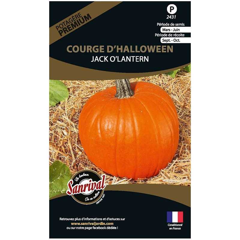 graines de Courge d'Halloween Jack o lantern graines de Courge d'Halloween Jack o lantern