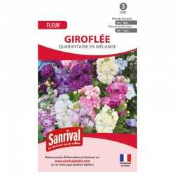 Graines de Girofl&eacute;e Quarantaine en m&eacute;lange