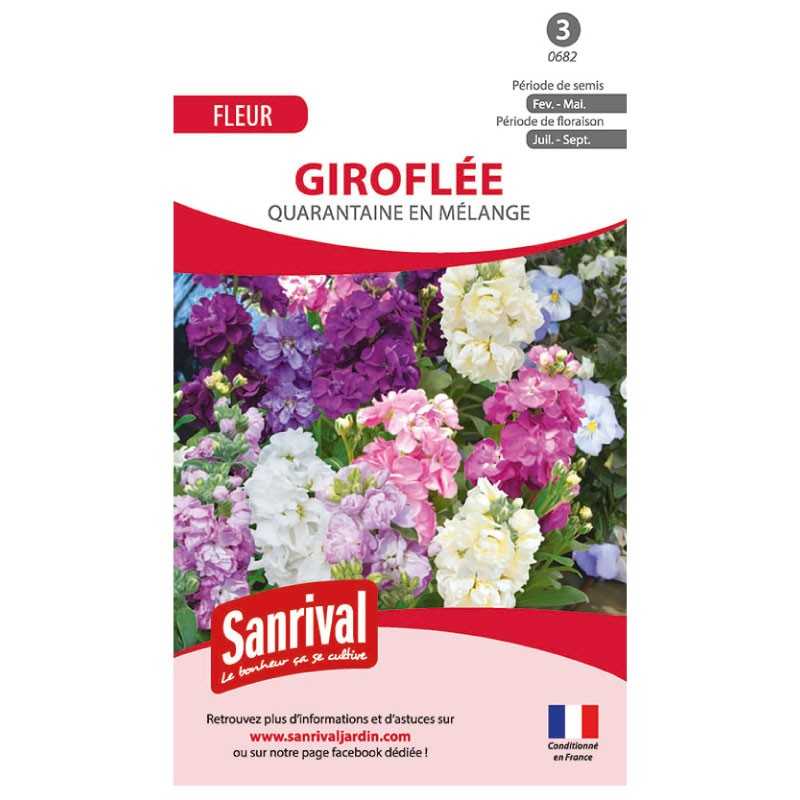 Graines de Giroflée Quarantaine en mélange