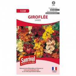 Girofl&eacute;e vari&eacute;e