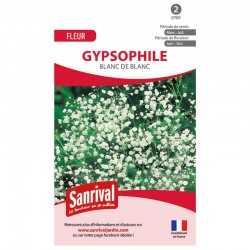 Gypsophile Blanc de Blanc