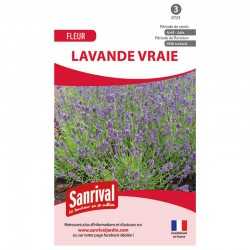 Graines de lavande vraie