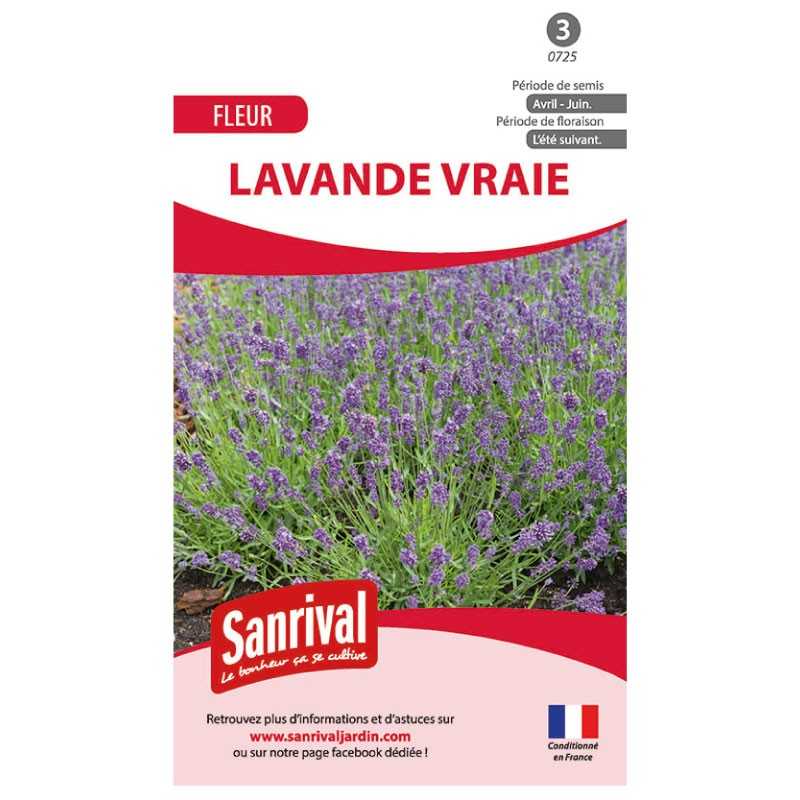 Graines de lavande vraie Graines de lavande vraie