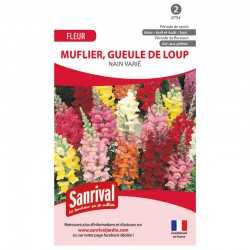 Graines de muflier nain vari&eacute; gueule de loup