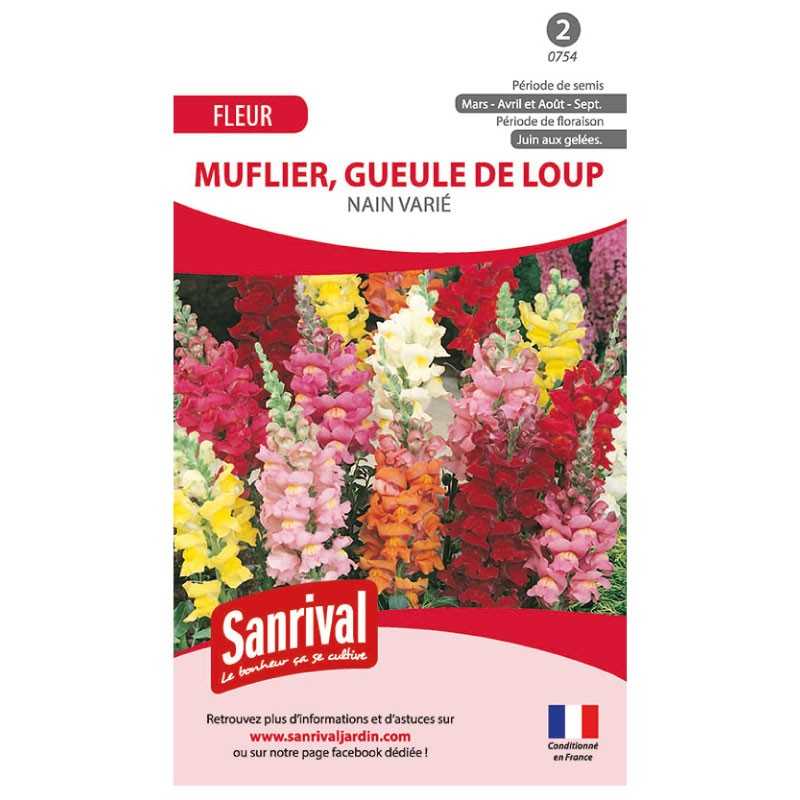 Graines de muflier nain varié gueule de loup Graines de muflier nain varié gueule de loup