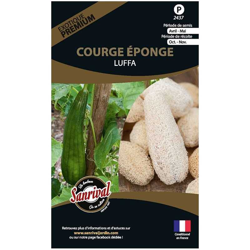 graines de Courge éponge Luffa graines de Courge éponge Luffa